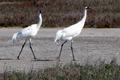 Spectacular whooping cranes 