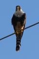 The Aplomado Falcon