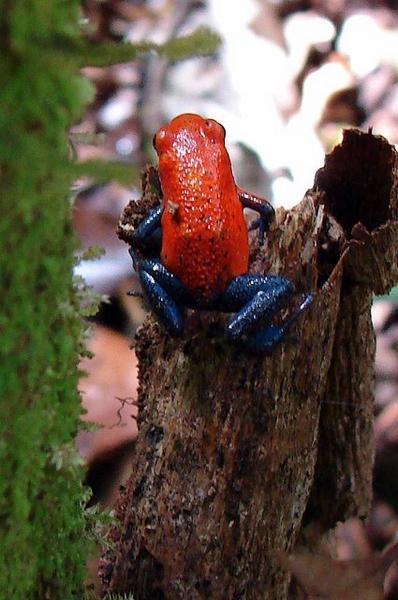 Red poison-arrow frog