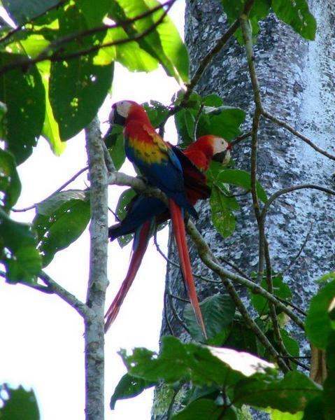 Scarlet Macaws in the treetops
