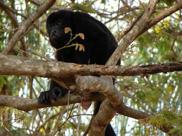 Howler monkey with nuts