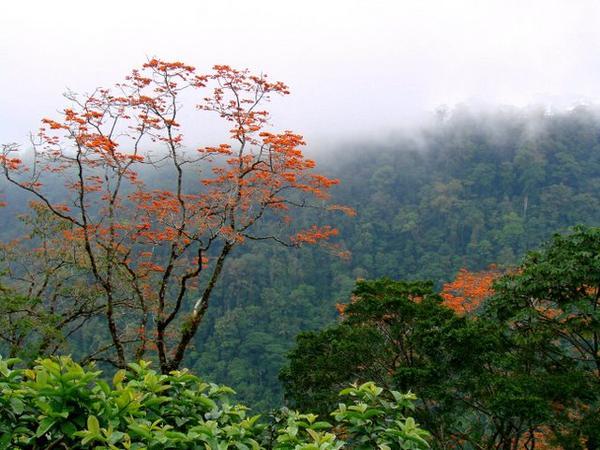 Monteverde cloudforest