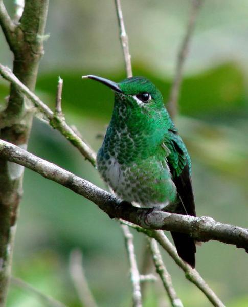 Hummingbird - The Green-crowned brilliant