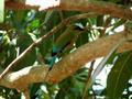 The beautiful Turquoise-browed Motmot