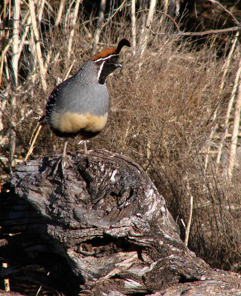 Gambel's Quail at our Bosque del Apache campground