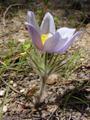 Pasque Flowers on the mountain