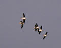 White pelicans overhead