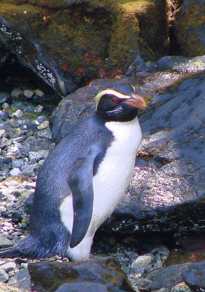 The  handsome Fiordland Crested Penguin
