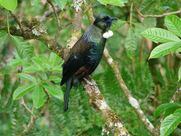 The melodious Tui