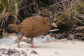 ...and the inquisitive Weka