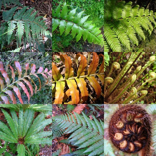 Ferns in the rainforest