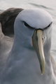 beautiful Salvins Albatros