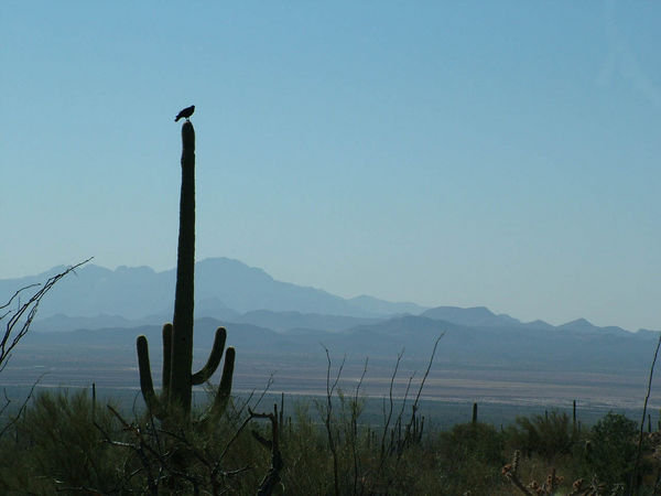 Saguaro National park