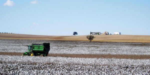 Cotton- fields