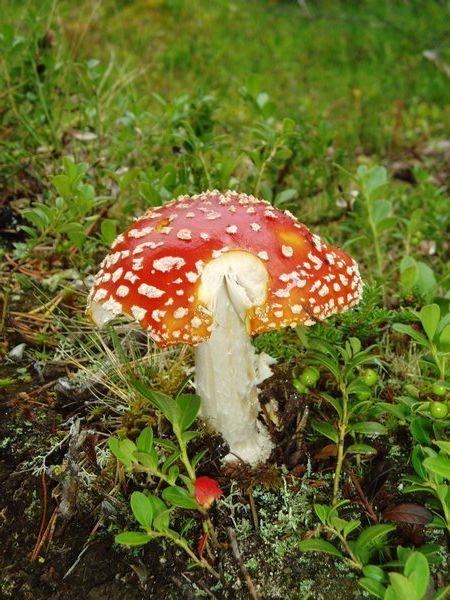 Deadly fungi