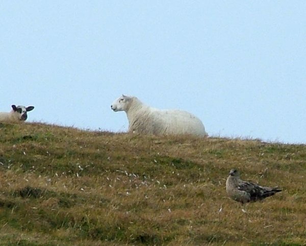 Sheep and Parasitic skua