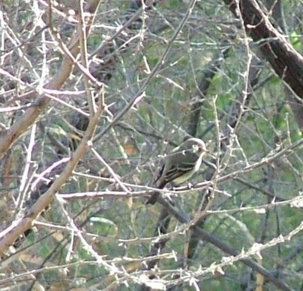 Southwestern willow flycatcher