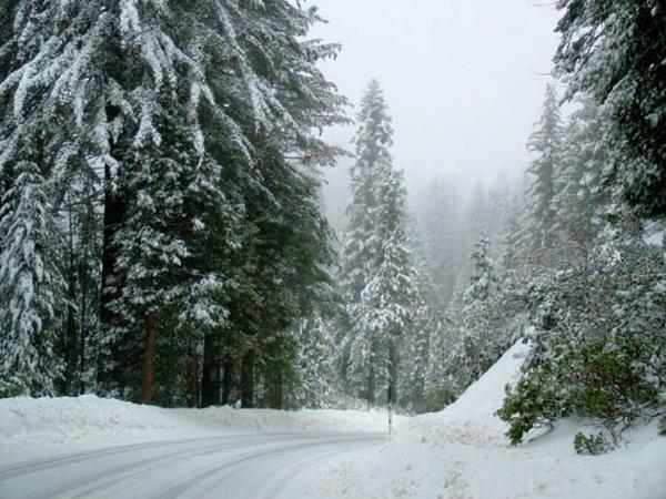 Snow in Sequoia