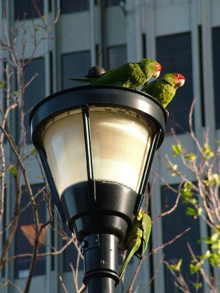 Red-faced parakeets
