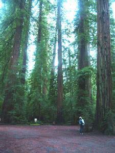 The Mighty Redwoods