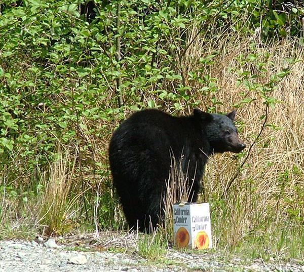 Another - hungry bear!