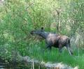 Moose at Creston