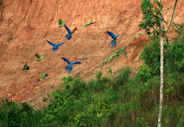 Macaws and parrots at the clay-lick