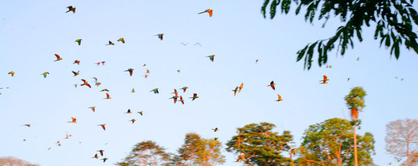 A sky full of macaws