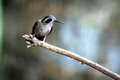 Speckled humming-bird