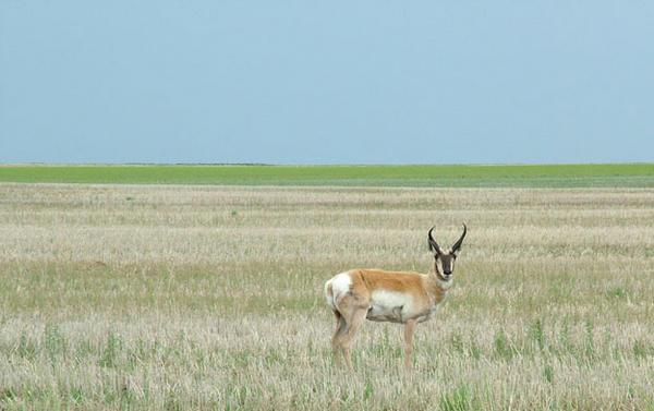 Pronghorn on the Plains