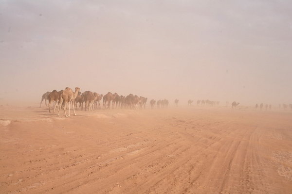 Camels at Mhamid