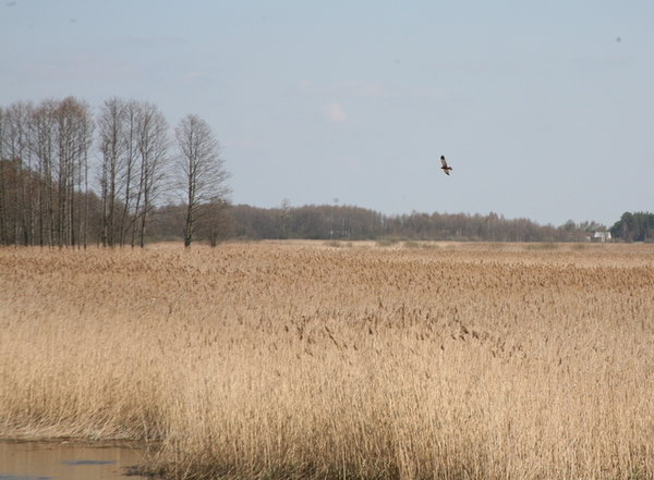 Marsh Harrier over the river