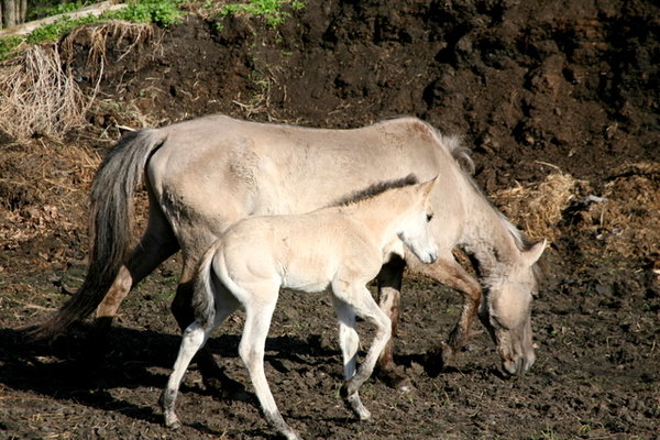Marek's Konik horses
