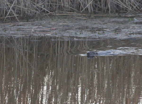 Beaver on the river at 5am!