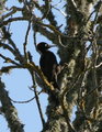 The elusive Black Woodpecker