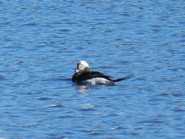 Long tailed duck!