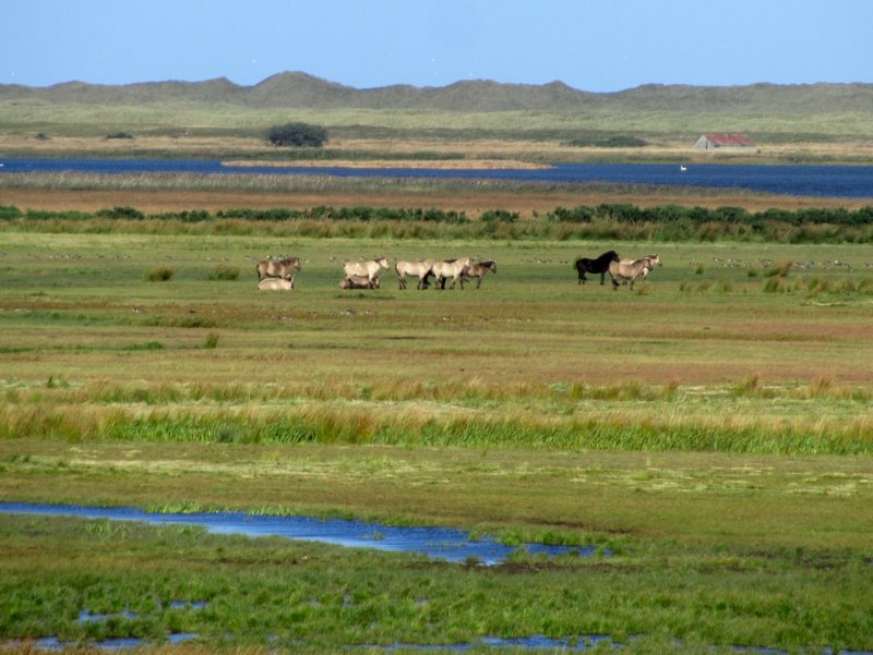 Loch of Strathbeg Nature reserve