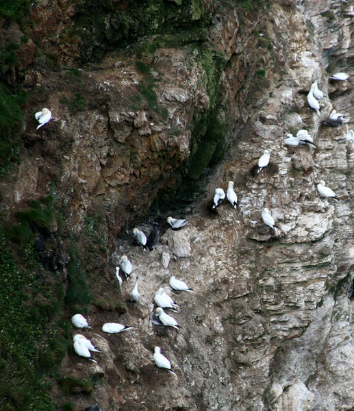 Gannets at Troup Head