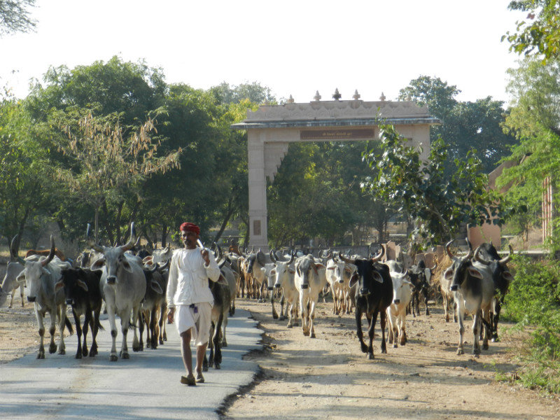 Cattle drive - Indian style