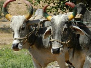 Oxen driven well