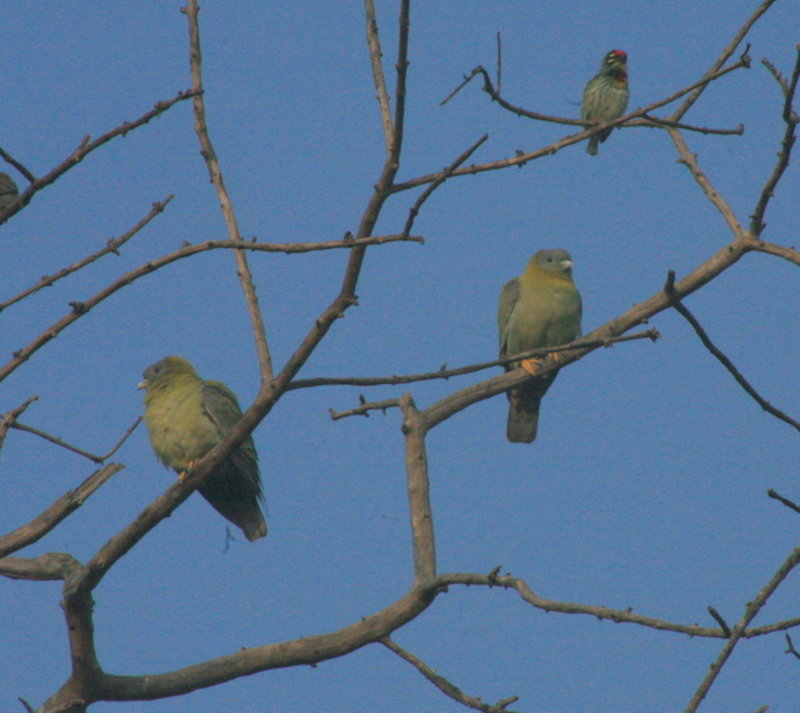 Yellow-footed Green pigeons