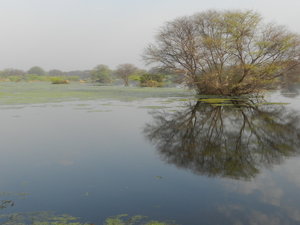 Keoladeo wetlands