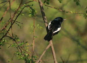 Oriental Magpie robin