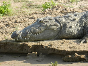 Marsh Crocodile