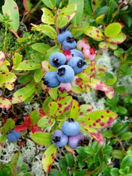 Lovely Blueberries in Oxford