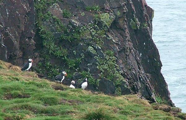 Puffins at last!