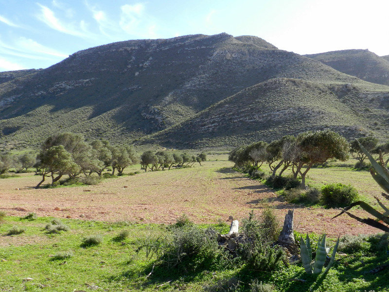 Olive groves at Valle de Rodalquilla