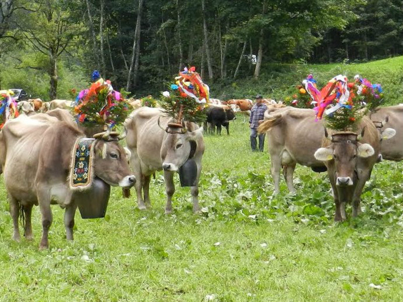 Decorated cows 