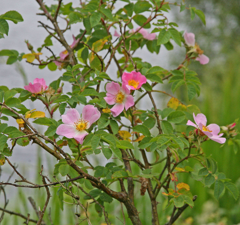 Dog roses in the hedgerows