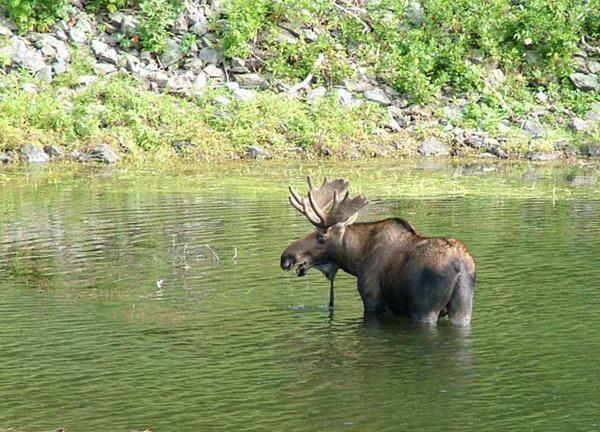 Big Moose!